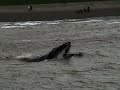bultrug texel