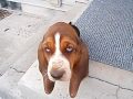 Basset Hound Pup Millie Basset Hound Pup Millie