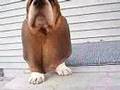 Basset Hound video