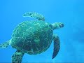 Up Close & Personal With a Green Sea Turtle Up Close & Personal With a Green Sea Turtle
