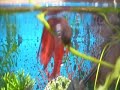 Lazy Betta: w/ a  full   belly