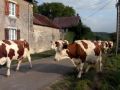 Retour Des Montbéliardes À L écurie