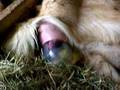 goat labor9