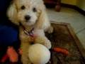 videos de Petey and Wendy