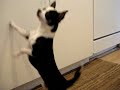 ALPO Real Meat Moments Video Contest