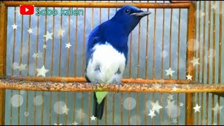 Download Tledekan Laut Sulingan Laut Gacor Ngeplong Buka Paruh Mp3