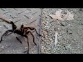 Ataque araña Pollito  Gigante, Giant spider, Chile