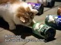 Dog and Cat, team work!