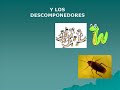 Cadena Alimenticia