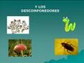 Cadena Alimenticia