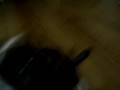 Buster Again - Cardigan Welsh Corgi