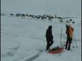Feet of Green - 290508 - Inuits at Isortoq return from the h