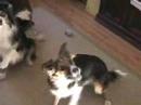 Dogs at home- Thanks Regan!