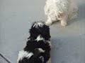 Our new Shih Tzu Kimchee w/ our Maltese Kikkoman Our new Shih Tzu Kimchee w/ our Maltese Kikkoman