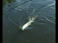 How to keep the attention of a muskie