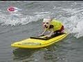 Celebrity Dog Surfer Bobby Gorgeous