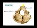 CRANEO - 6 OCCIPITAL