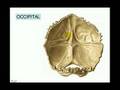 Craneo - 6 Occipital