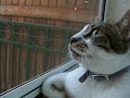 my cat tushiii