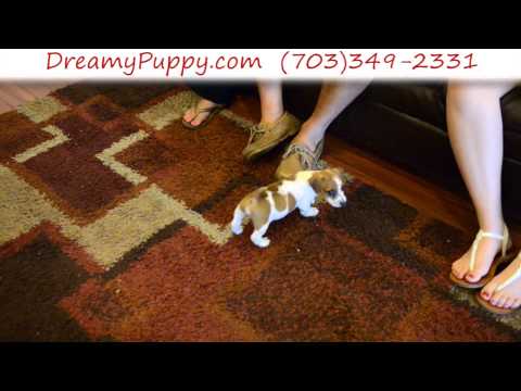 Playful Jack Russell Terrier Male Puppy