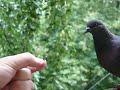 Сизый голубь - Columba livia