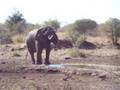 Kruger Zebras Scatter before the Big Elephant 