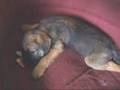 Border Terrier video
