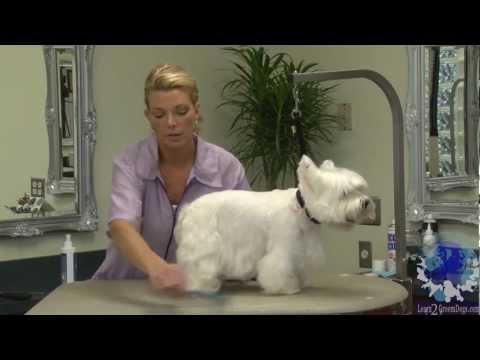 Grooming a Pet West Highland White Terrier with Courtney Ramstack