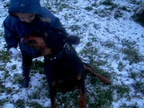 rottweiler attaque