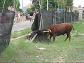 Taureau Furaxx ! Taureau Furaxx !