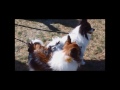 2015 Walk for the Animals