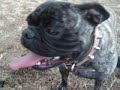 My french bulldog Mela breathing
