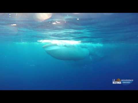 BALLENA RORCUAL COMIENDO EN EL HIERRO