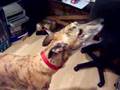 Greyhound