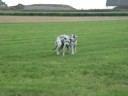 trek - duw - worstel spelletjes