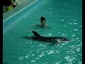 My Dolphins - Music by Kamal Ballan
