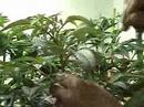 Shaping with Cuttings