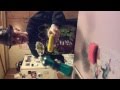 Part 1 How to get clean dish scrubs