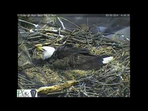 Red-tail hawk takes a swipe at male eagle - female chases off