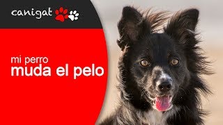 La muda de pelos en perros.