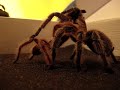 Grammostola rosea mating