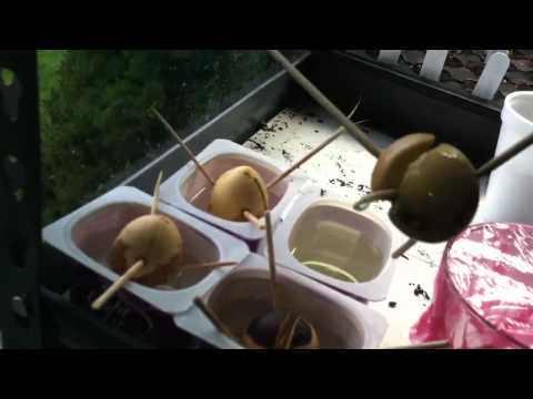 how to transplant jack in the pulpit