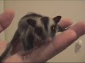 Baby Sugar Glider 3 Weeks Old