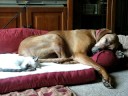 Rhodesian Ridgeback Tuvok & Zaphod Dreaming Rhodesian Ridgeback Tuvok & Zaphod Dreaming