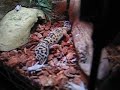 Eublepharis Macularius - Geco leopardino