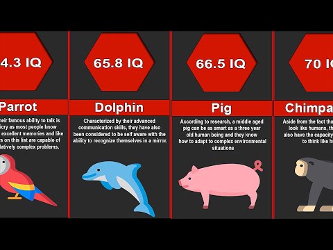 Probability Comparison: Most Intelligent Animals