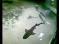 17072009(001).mp4