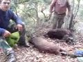ΚΥΝΗΓΙ ΑΓΡΙΟΓΟΥΡΟΥΝΟΥ ΣΤΑ ΠΕΤΡΟΚΕΡΑΣΑ