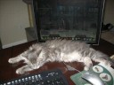 Cute Maine Coon Kittens Cute Maine Coon Kittens