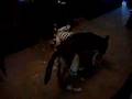 Pastor Belga Malinois video